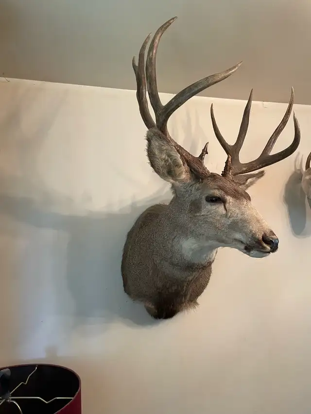 Mule Buck Shoulder mount - Photo 2