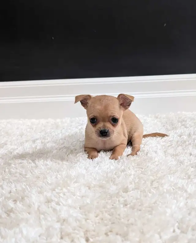 CHIHUAHUA FEMALE PUPPIES READY NOW!