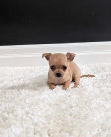 CHIHUAHUA FEMALE PUPPIES READY NOW!