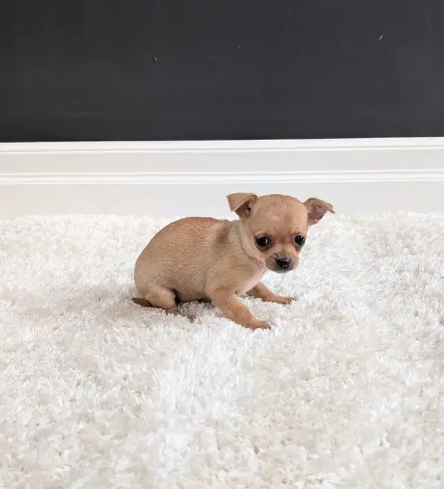 CHIHUAHUA FEMALE PUPPIES READY NOW! - Photo 2