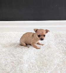 CHIHUAHUA FEMALE PUPPIES READY NOW! - Photo 2
