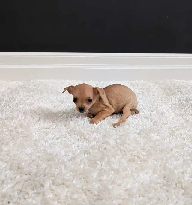 CHIHUAHUA FEMALE PUPPIES READY NOW! - Photo 3