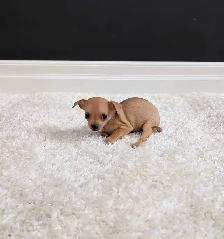 CHIHUAHUA FEMALE PUPPIES READY NOW! - Photo 3