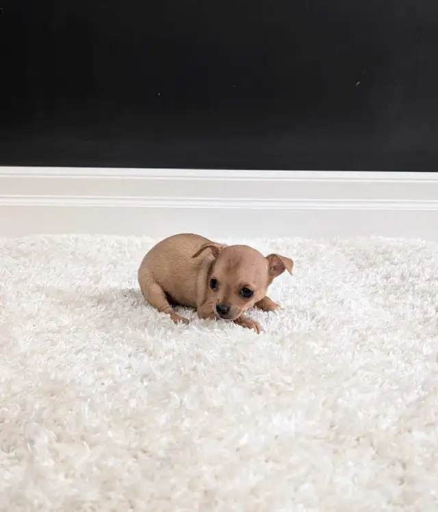 CHIHUAHUA FEMALE PUPPIES READY NOW! - Photo 4