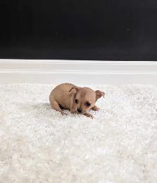 CHIHUAHUA FEMALE PUPPIES READY NOW! - Photo 4