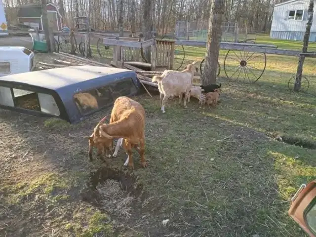 Goats with Kidds - Please Contact