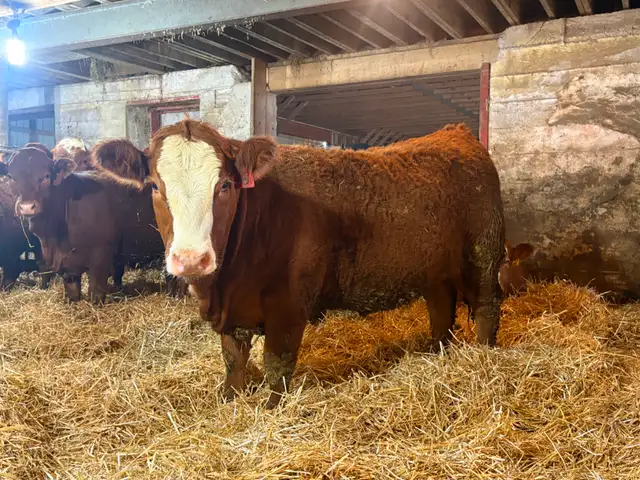 14 Heifer Calves. Simmental / Limousin