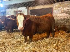 14 Heifer Calves. Simmental / Limousin