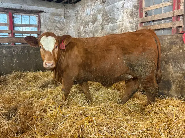 14 Heifer Calves. Simmental / Limousin - Photo 2