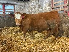 14 Heifer Calves. Simmental / Limousin - Photo 2