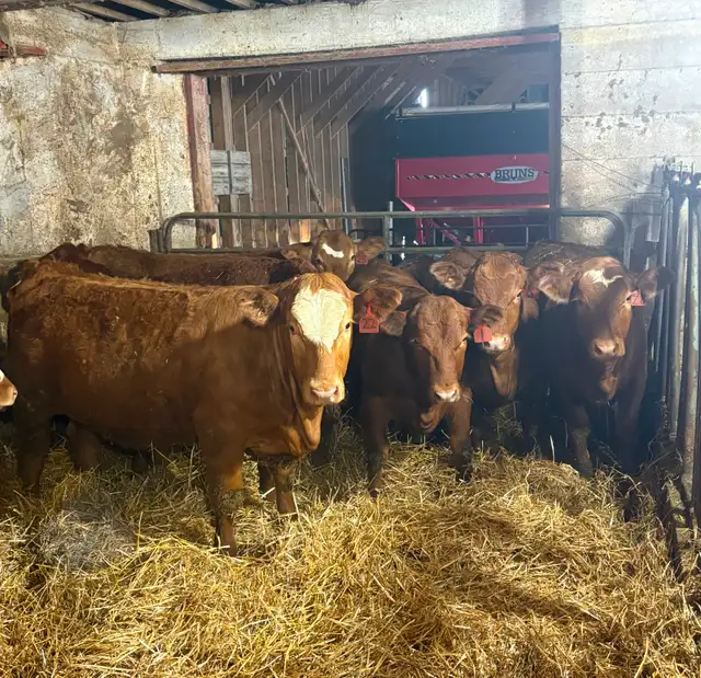 14 Heifer Calves. Simmental / Limousin - Photo 3