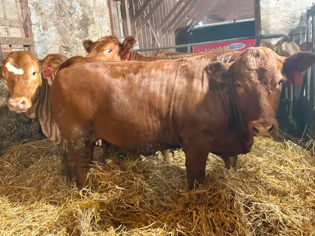 14 Heifer Calves. Simmental / Limousin - Photo 4