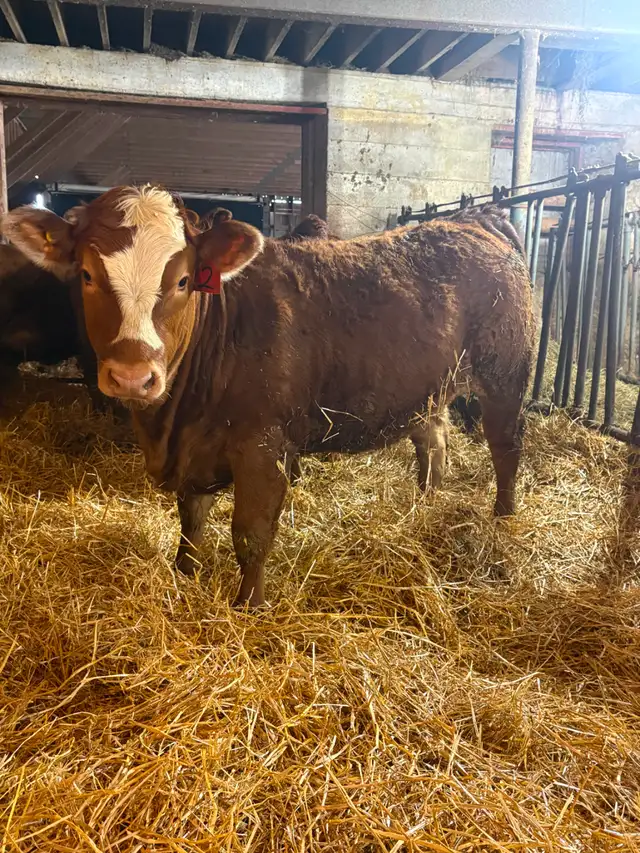 14 Heifer Calves. Simmental / Limousin - Photo 5