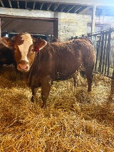 14 Heifer Calves. Simmental / Limousin - Photo 5