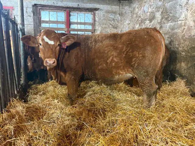 14 Heifer Calves. Simmental / Limousin - Photo 6