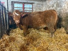 14 Heifer Calves. Simmental / Limousin - Photo 6