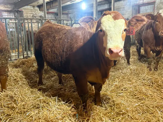 14 Heifer Calves. Simmental / Limousin - Photo 7