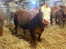 14 Heifer Calves. Simmental / Limousin - Photo 7