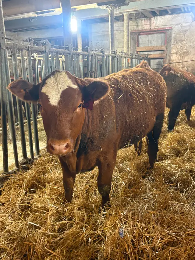 14 Heifer Calves. Simmental / Limousin - Photo 8