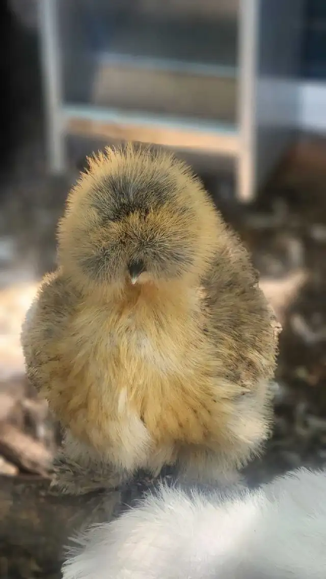 Silkies, polish, spangled old english, moden game bantams