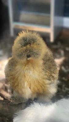 Silkies, polish, spangled old english, moden game bantams
