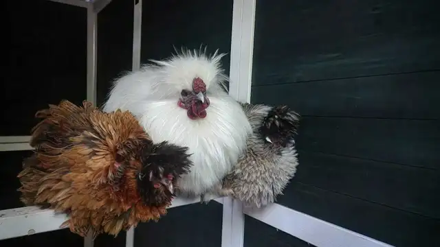 Silkies, polish, spangled old english, moden game bantams - Photo 3