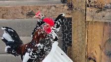 Silkies, polish, spangled old english, moden game bantams - Photo 4
