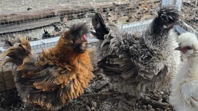 Silkies, polish, spangled old english, moden game bantams - Photo 5