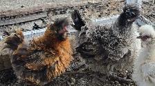Silkies, polish, spangled old english, moden game bantams - Photo 5