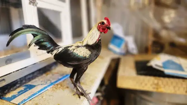 Silkies, polish, spangled old english, moden game bantams - Photo 6