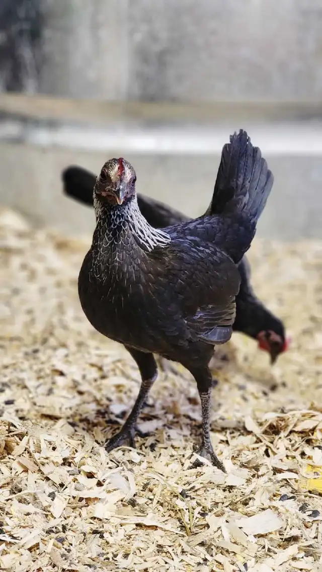 Silkies, polish, spangled old english, moden game bantams - Photo 7