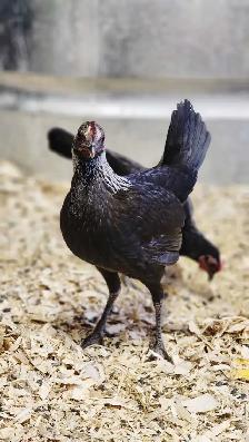 Silkies, polish, spangled old english, moden game bantams - Photo 7