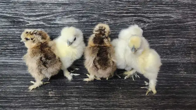 Silkies, polish, spangled old english, moden game bantams - Photo 8