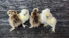 Silkies, polish, spangled old english, moden game bantams - Photo 8