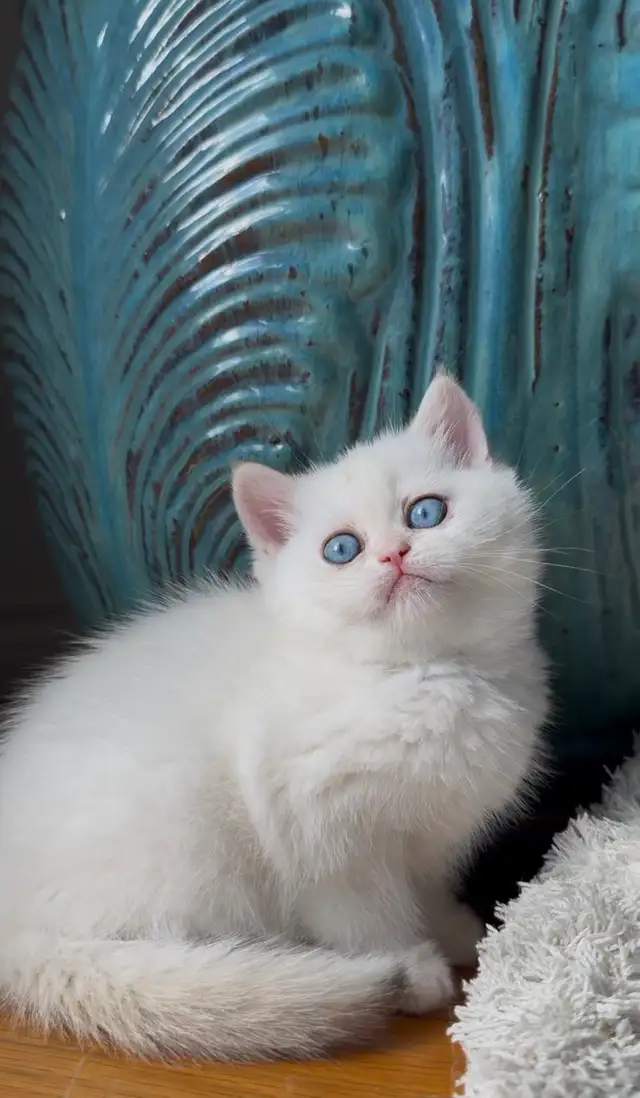 British shorthair kitten - Photo 2