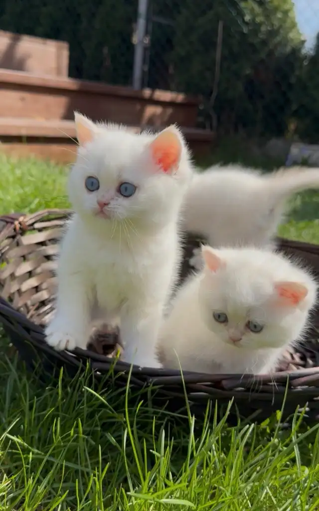 British shorthair kitten - Photo 4