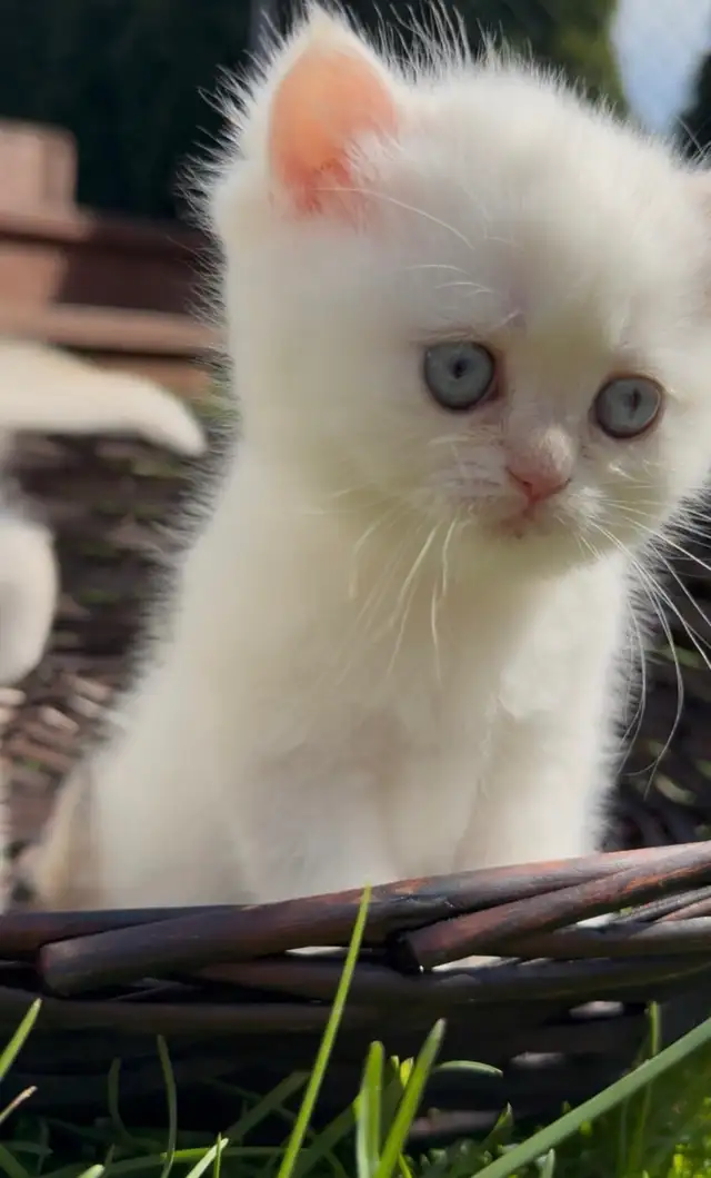 British shorthair kitten - Photo 5