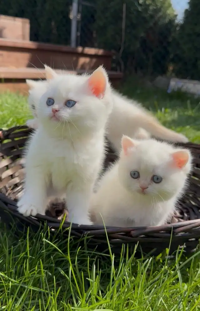 British shorthair kitten - Photo 6