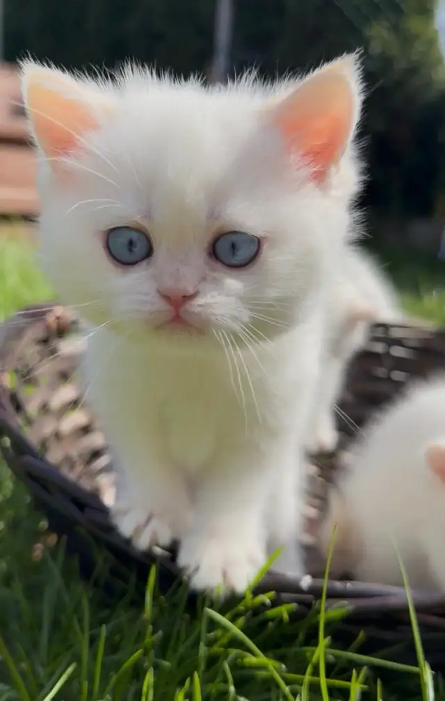 British shorthair kitten - Photo 7