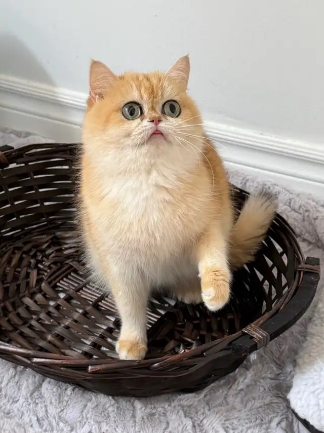 British shorthair kitten - Photo 9
