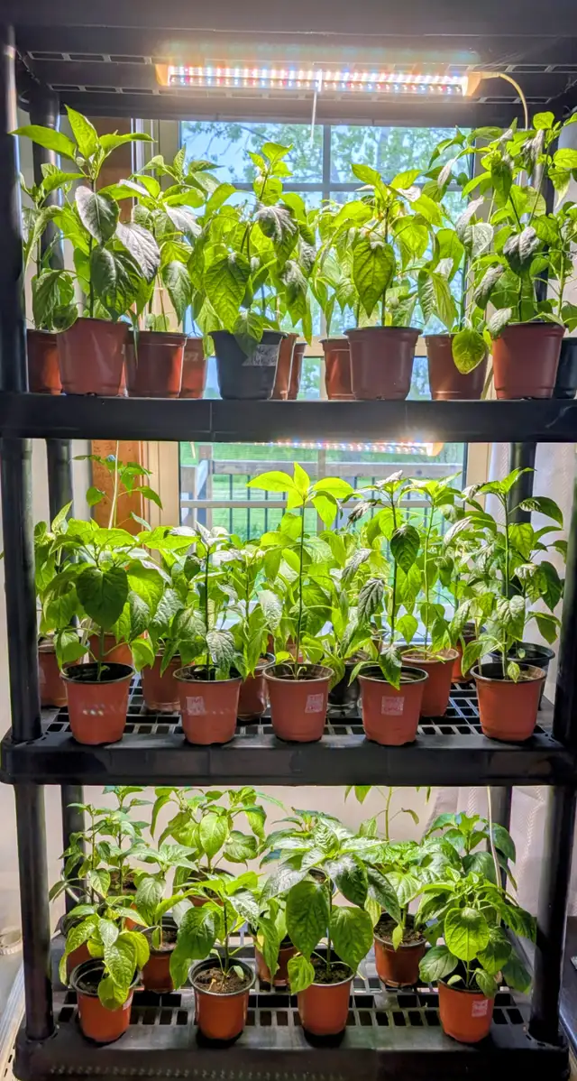 Vegetable plants