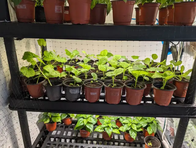 Vegetable plants - Photo 2
