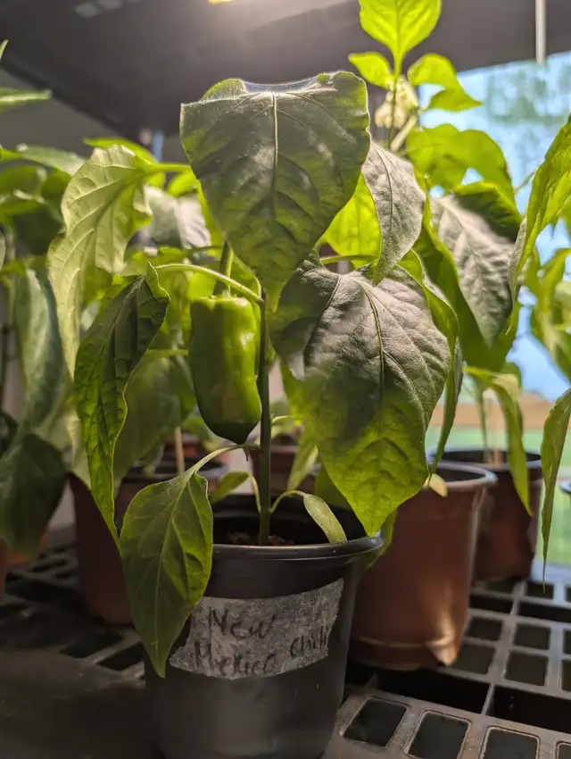 Vegetable plants - Photo 3