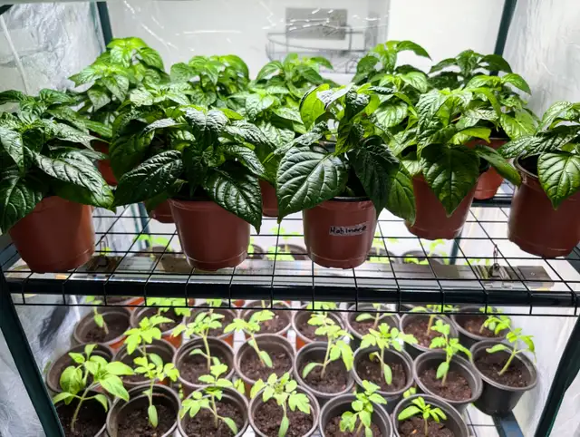 Vegetable plants - Photo 4