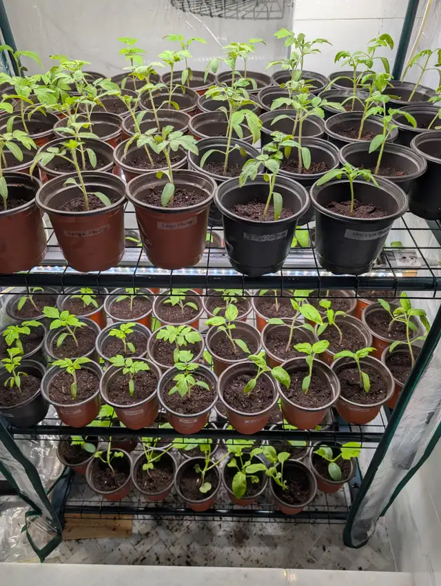 Vegetable plants - Photo 6