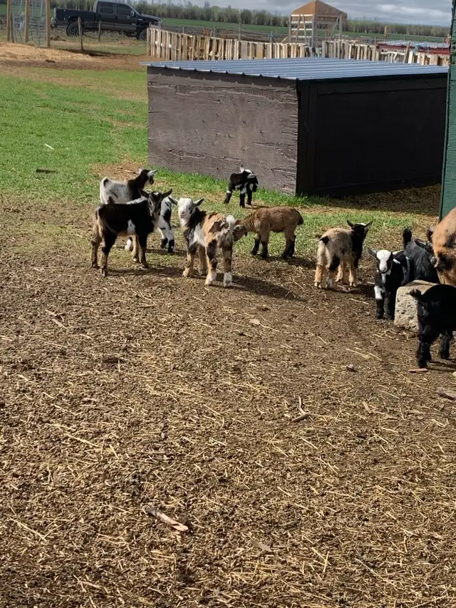 Nigerian dwarf goats