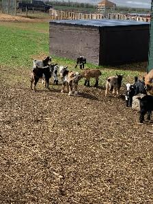 Nigerian dwarf goats