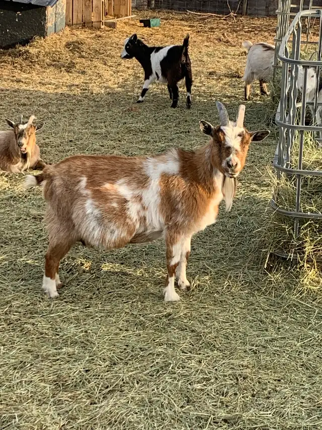 Nigerian dwarf goats - Photo 3