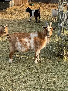 Nigerian dwarf goats - Photo 3