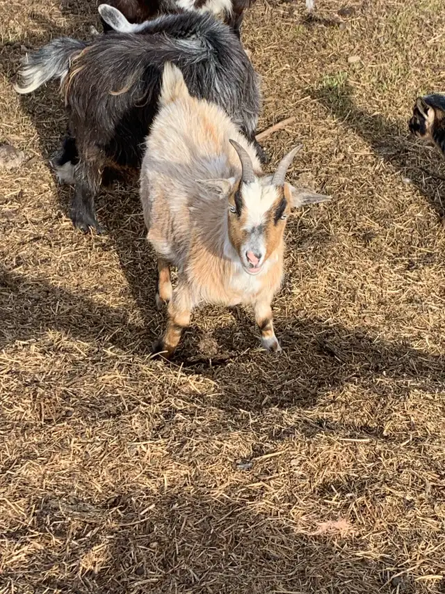Nigerian dwarf goats - Photo 5
